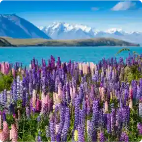 newzealand_image